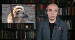 Թափառող շների խնդիրը մնում է չլուծվողների շարքում: